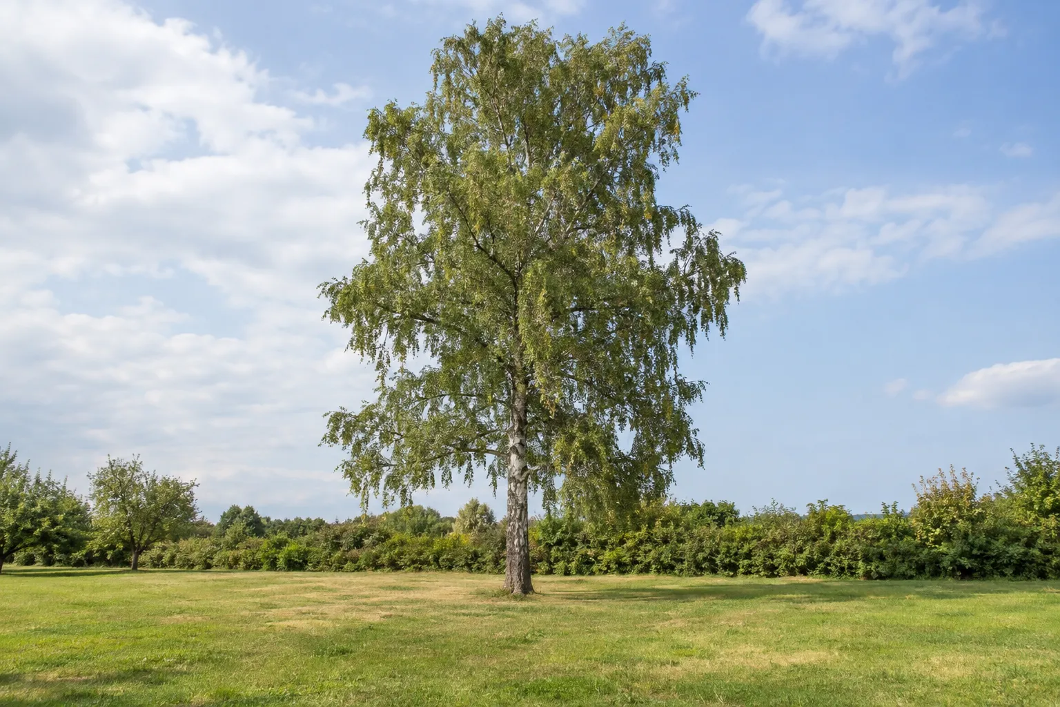 Freistehender Baum auf einem Gartengrundstück vor der Baumfällung